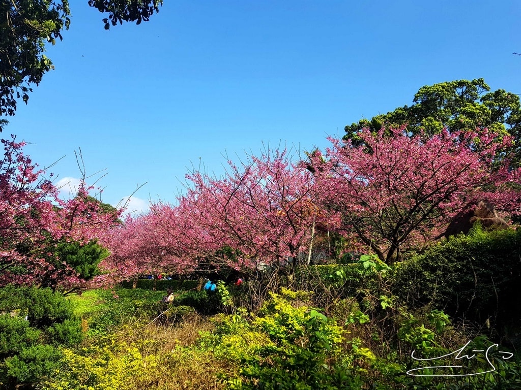 天元宮櫻花 (18).jpg