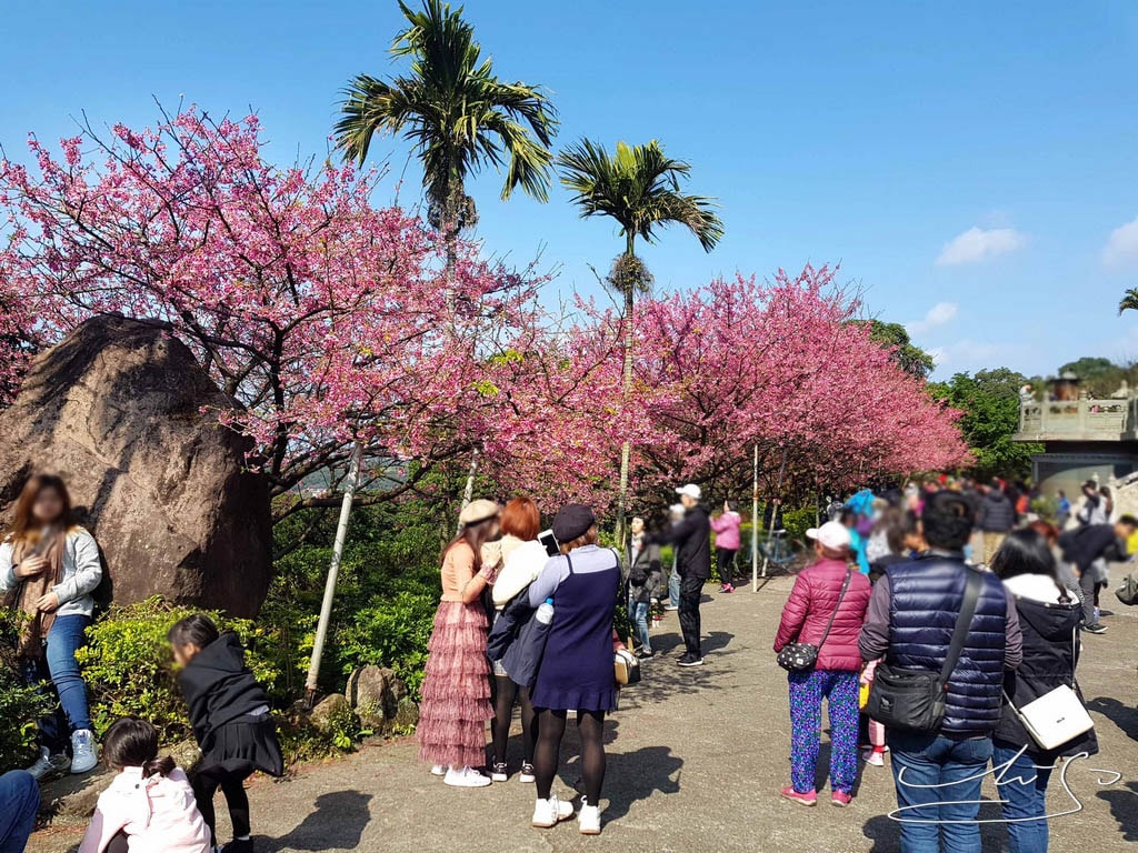 天元宮櫻花 (19).jpg