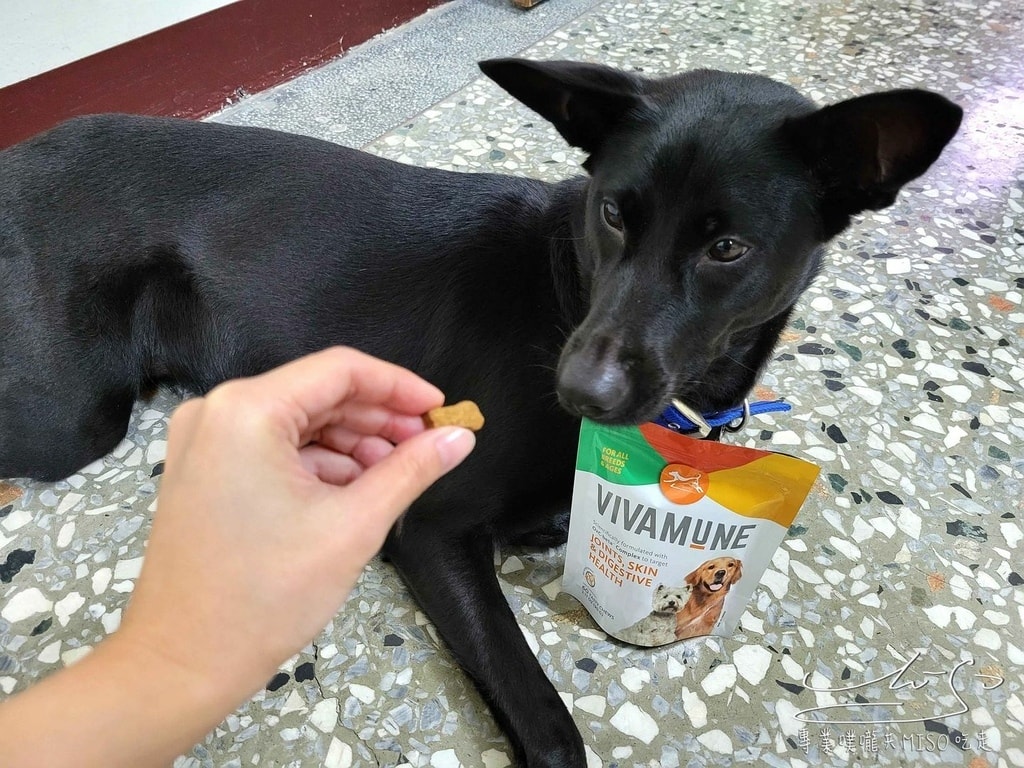 美國威旺VIVAMUNE犬用保健品 寵物保健食品推薦 專業噗嚨共MISO吃走 (12).jpg