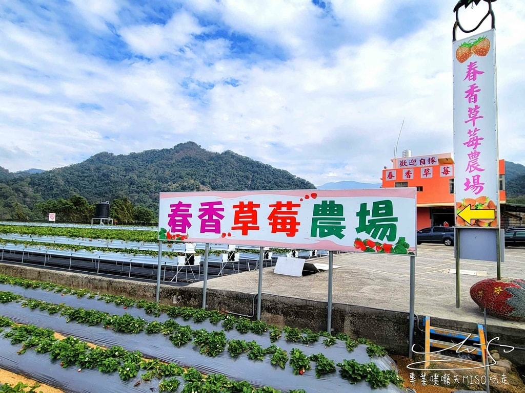 春香草莓農場 苗栗採草莓 大湖草莓 高架草莓園 專業噗嚨共MISO吃走 (3).jpg