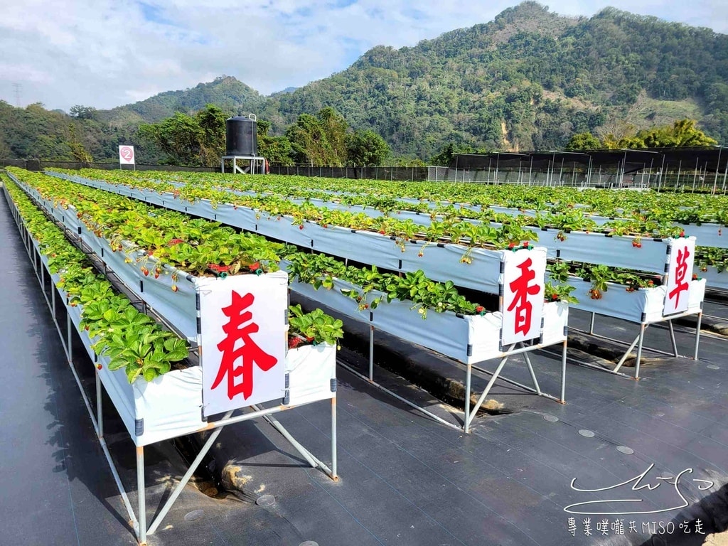 春香草莓農場 苗栗採草莓 大湖草莓 高架草莓園 專業噗嚨共MISO吃走 (5).jpg