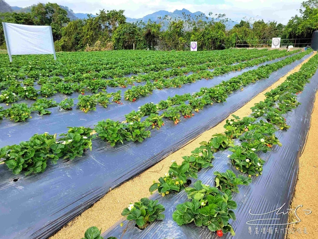 春香草莓農場 苗栗採草莓 大湖草莓 高架草莓園 專業噗嚨共MISO吃走 (7).jpg