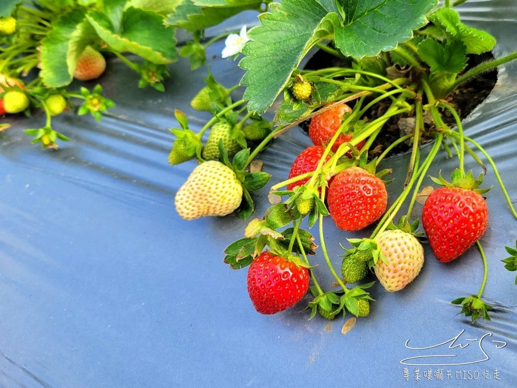 春香草莓農場 苗栗採草莓 大湖草莓 高架草莓園 專業噗嚨共MISO吃走 (12).jpg