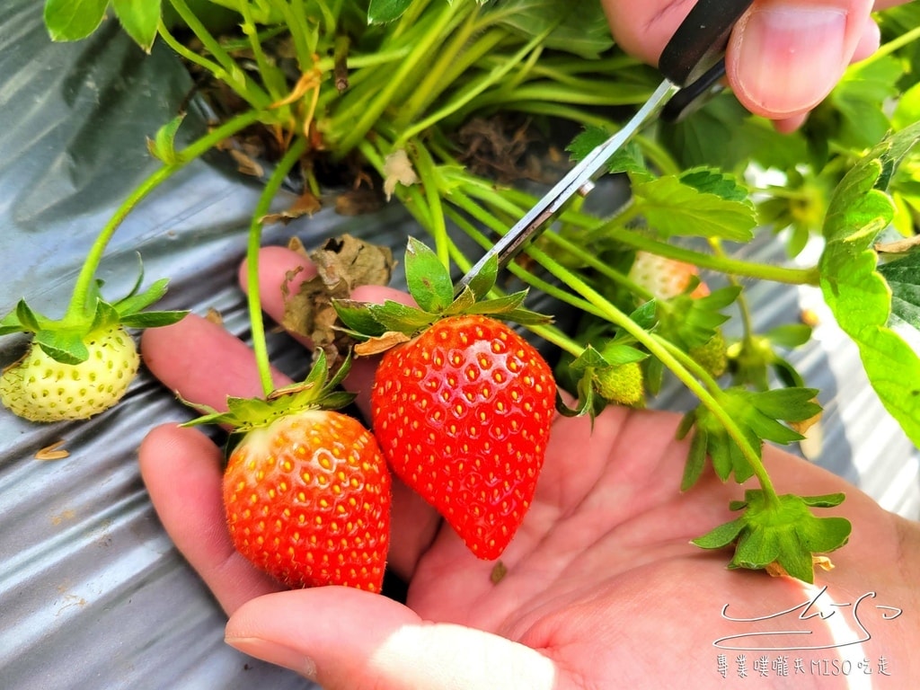 春香草莓農場 苗栗採草莓 大湖草莓 高架草莓園 專業噗嚨共MISO吃走 (15).jpg