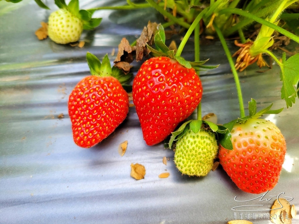 春香草莓農場 苗栗採草莓 大湖草莓 高架草莓園 專業噗嚨共MISO吃走 (14).jpg