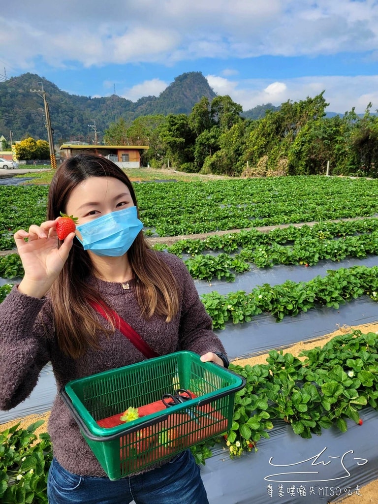 春香草莓農場 苗栗採草莓 大湖草莓 高架草莓園 專業噗嚨共MISO吃走 (17).jpg