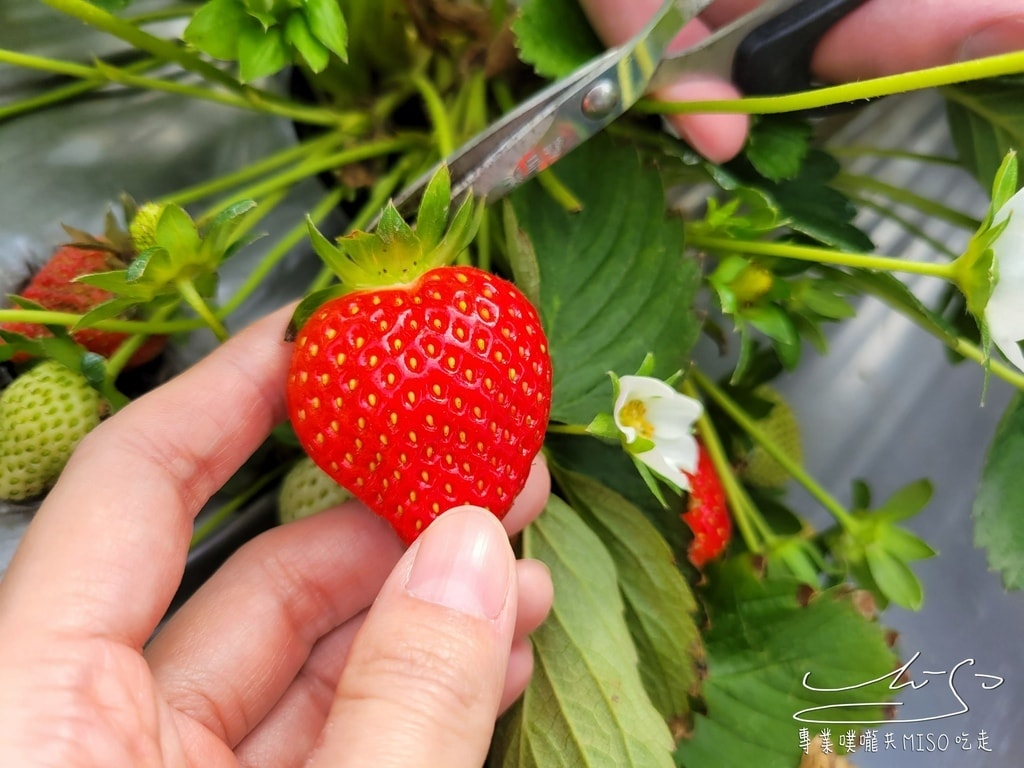 春香草莓農場 苗栗採草莓 大湖草莓 高架草莓園 專業噗嚨共MISO吃走 (19).jpg