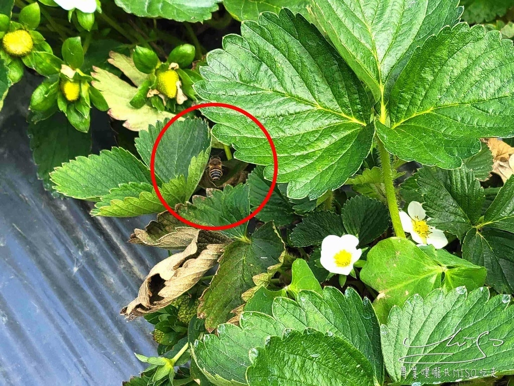 春香草莓農場 苗栗採草莓 大湖草莓 高架草莓園 專業噗嚨共MISO吃走 (18).jpg