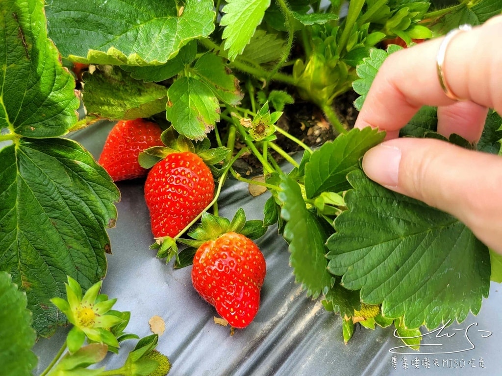 春香草莓農場 苗栗採草莓 大湖草莓 高架草莓園 專業噗嚨共MISO吃走 (28).jpg