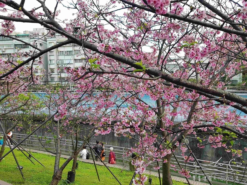 樂活夜櫻季 東湖公園櫻花 台灣賞櫻景點 專業噗嚨共MISO吃走 (51).jpg