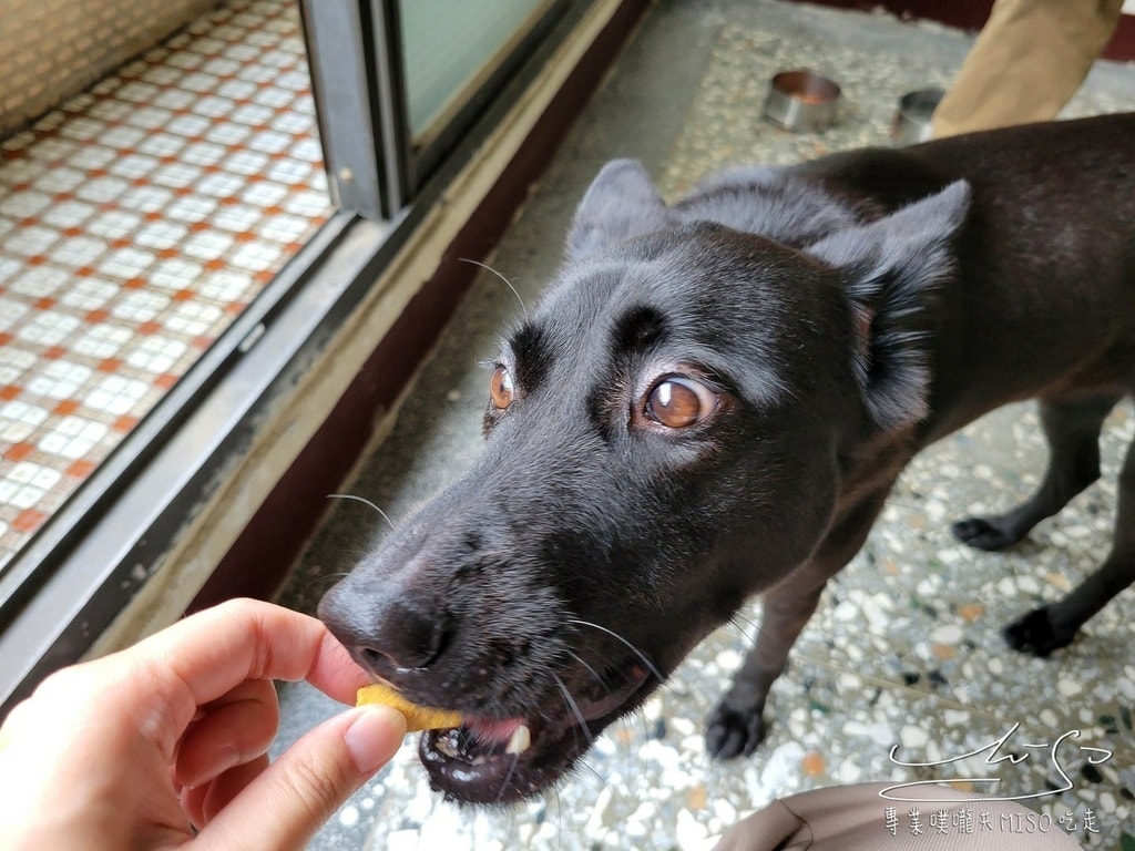 威旺超優疫犬用保健品-全素食三效合一保健配方 狗狗保健 狗狗益生菌 水壺 專業噗嚨共MISO吃走 (8).jpg